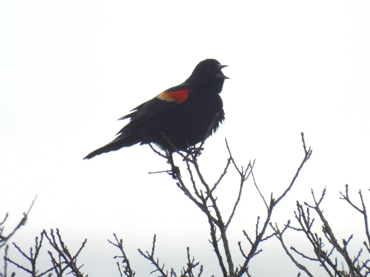 Red-winged Blackbird - ML616085089
