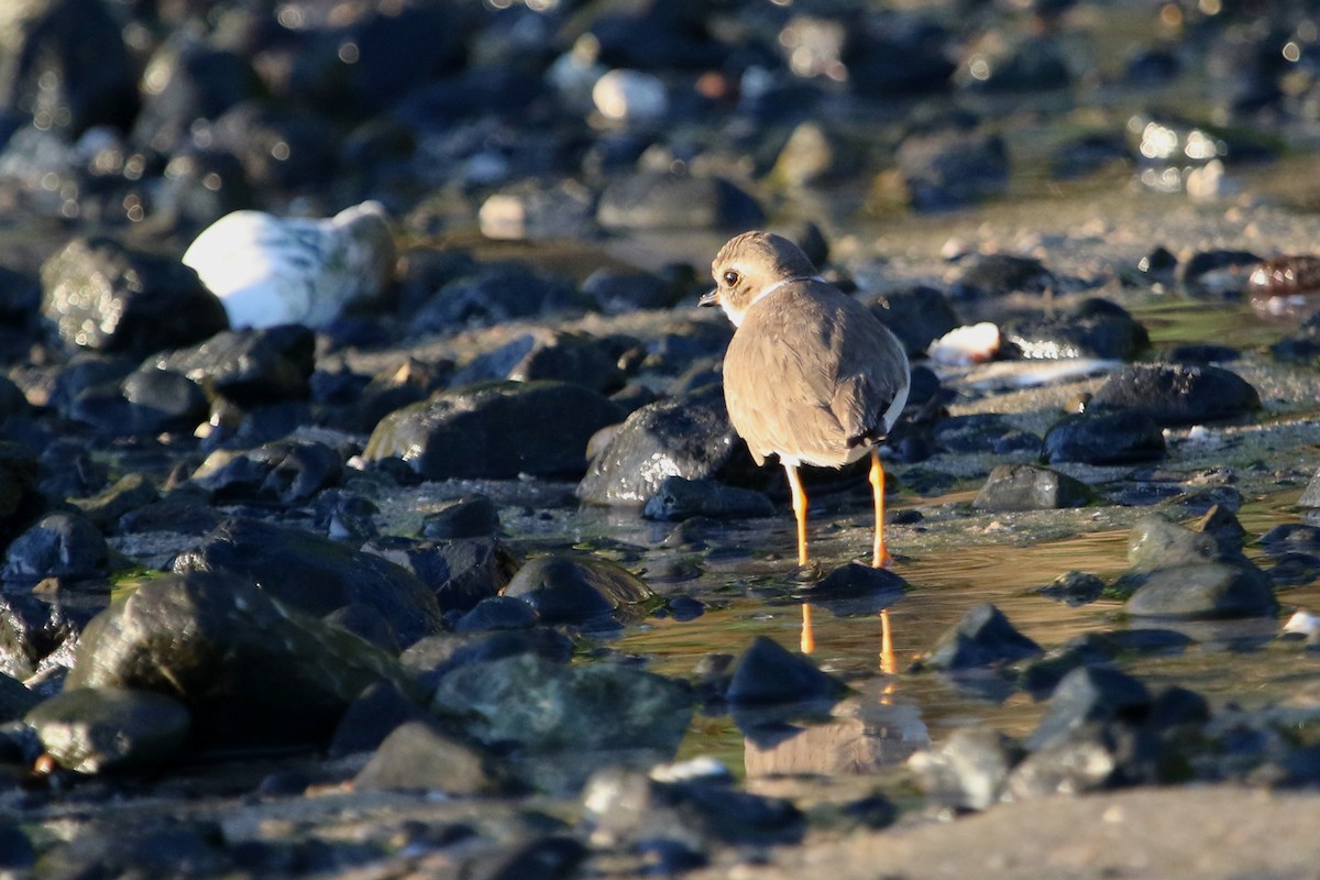 Semipalmated Plover - ML616085297