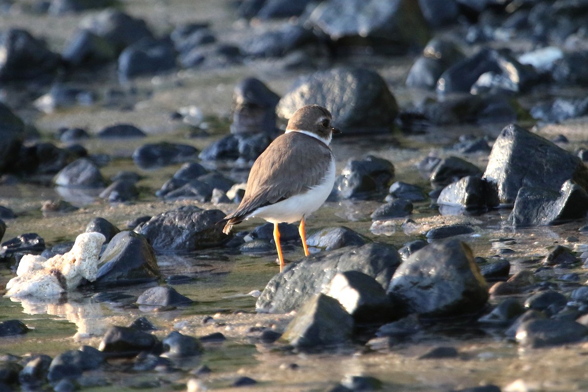 Semipalmated Plover - ML616085301