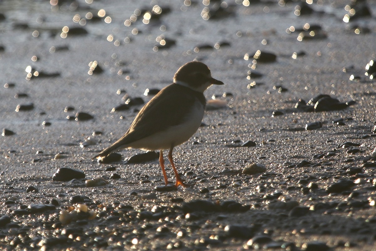 Semipalmated Plover - ML616085302