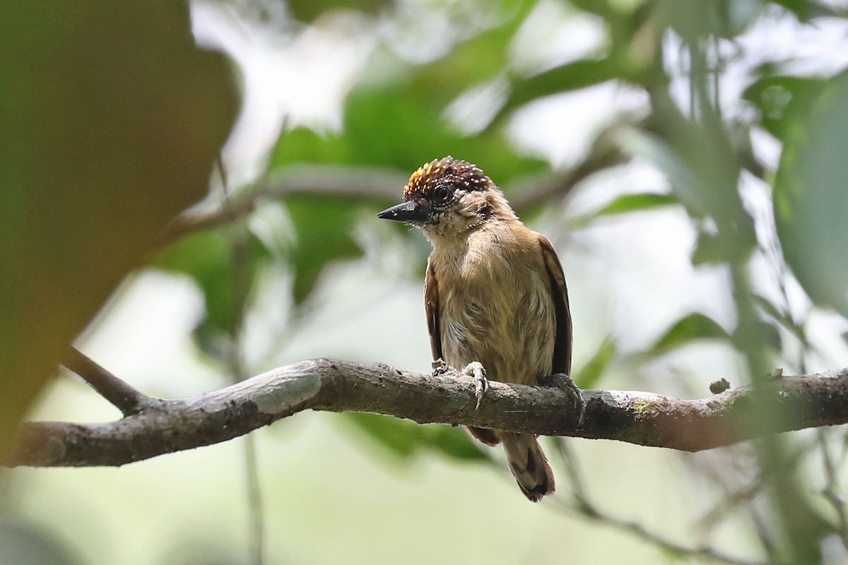 Olivaceous Piculet - ML616085393