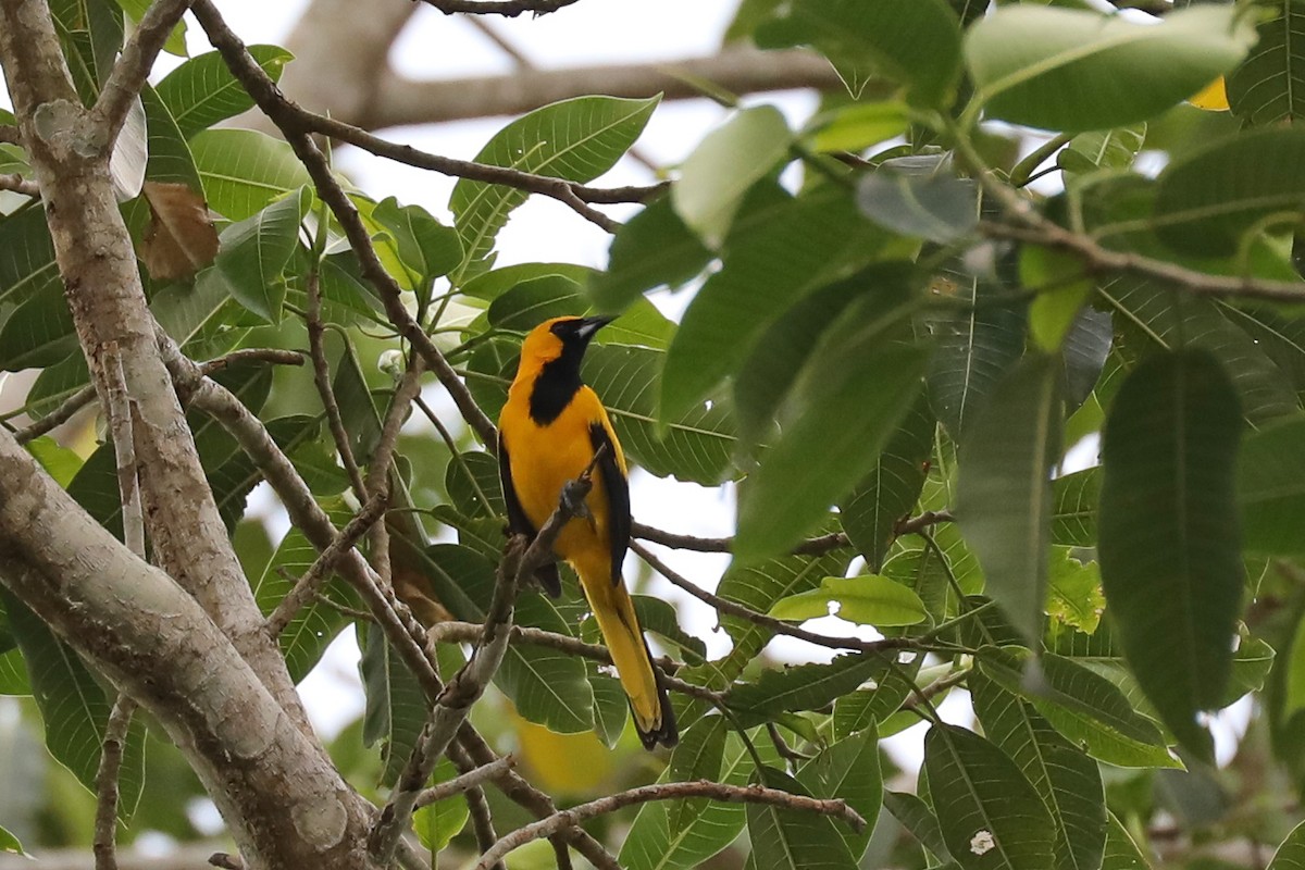 Yellow-tailed Oriole - ML616085428