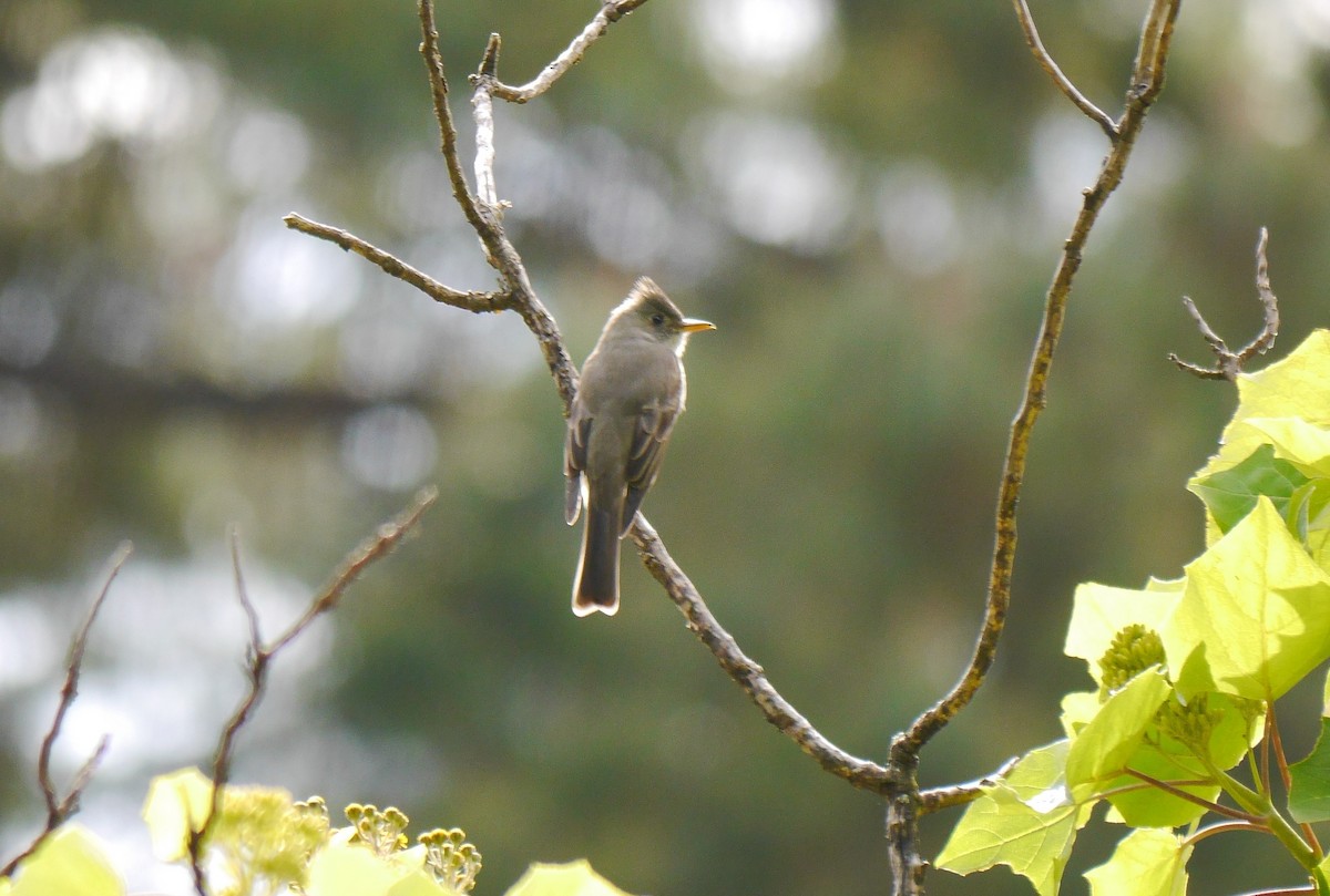 Greater Pewee - ML616085527