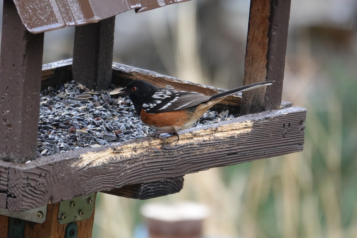 Spotted Towhee - ML616085542