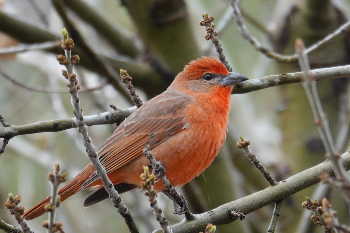 Hepatic Tanager - Terry Pollock