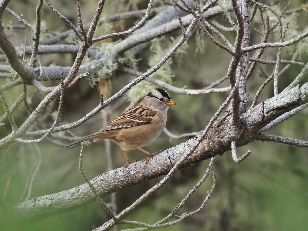 White-crowned Sparrow (Yellow-billed) - ML616085704