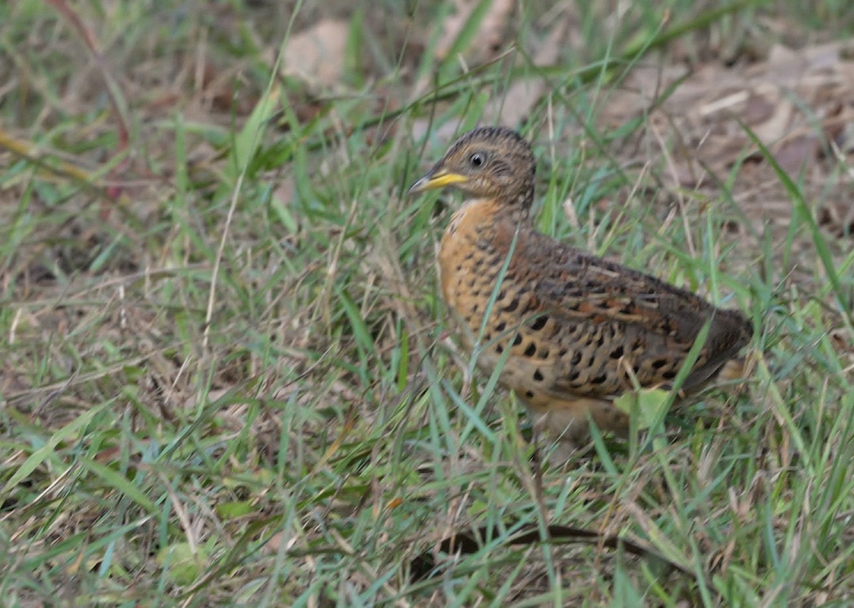 Red-backed Buttonquail - ML616085773
