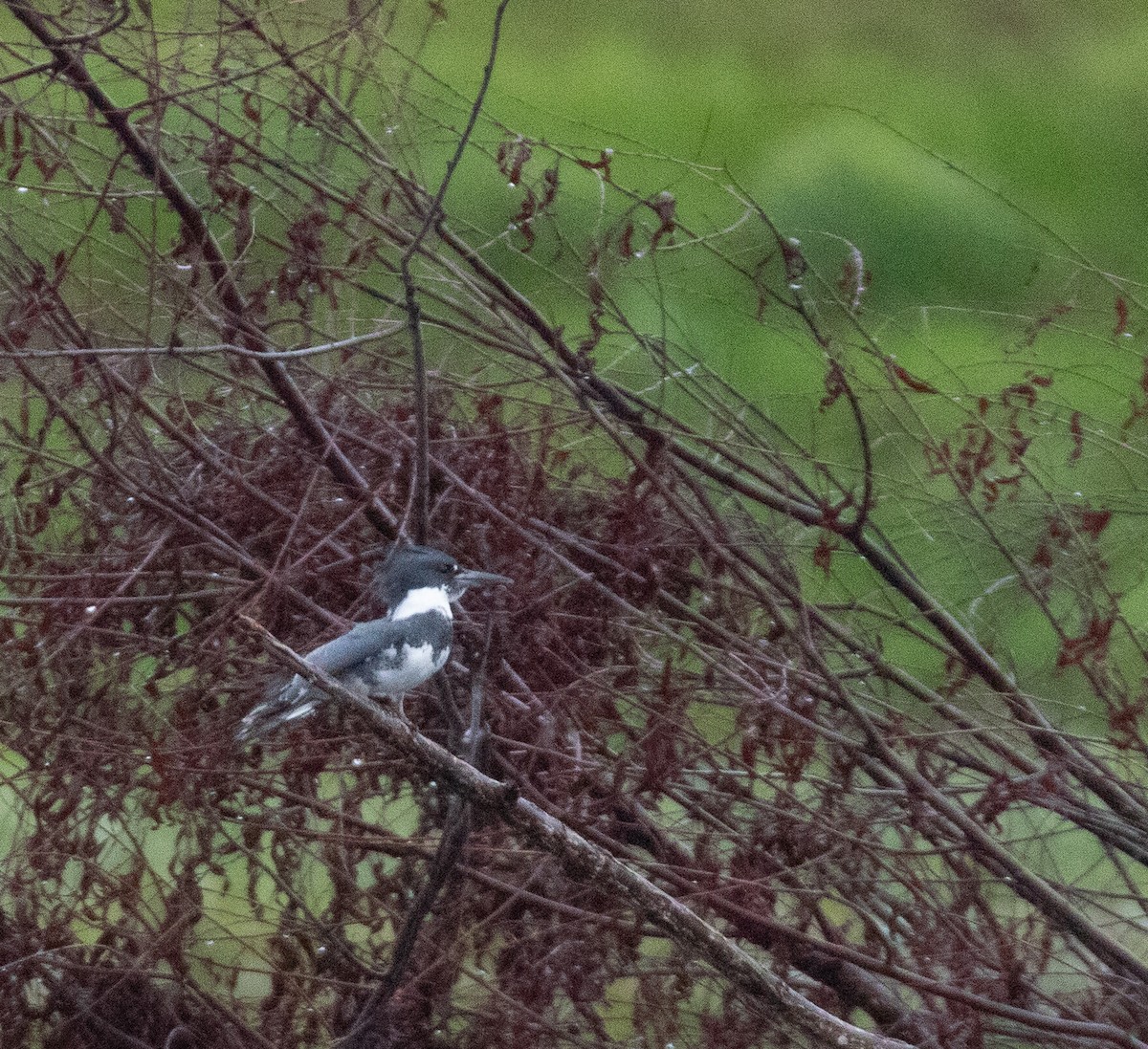 Belted Kingfisher - ML616086011