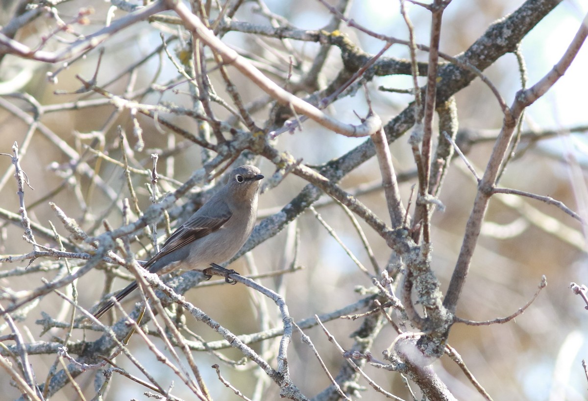 Townsend's Solitaire - ML616086147