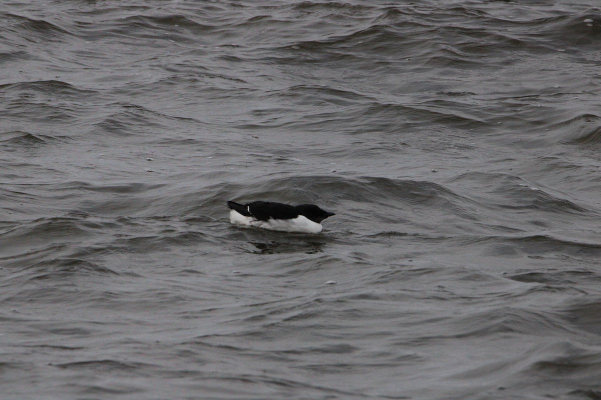 Thick-billed Murre - ML616086178