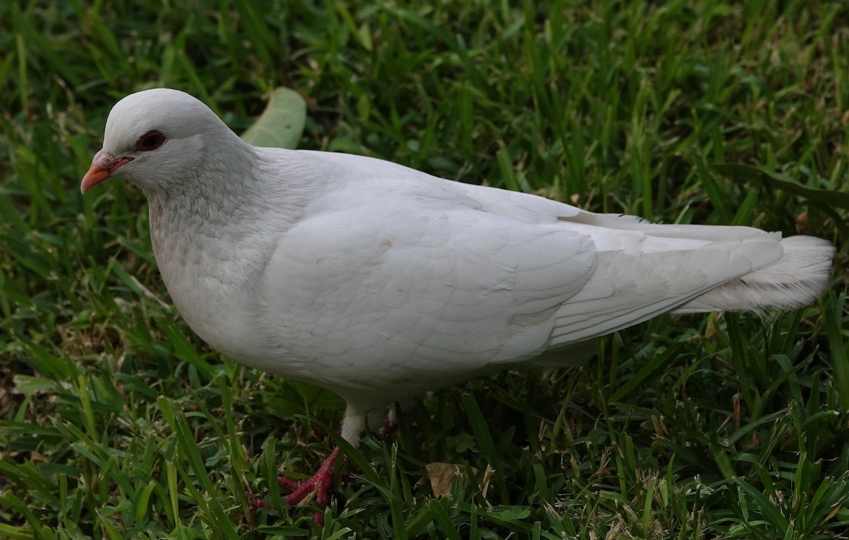 Rock Pigeon (Feral Pigeon) - ML616086248