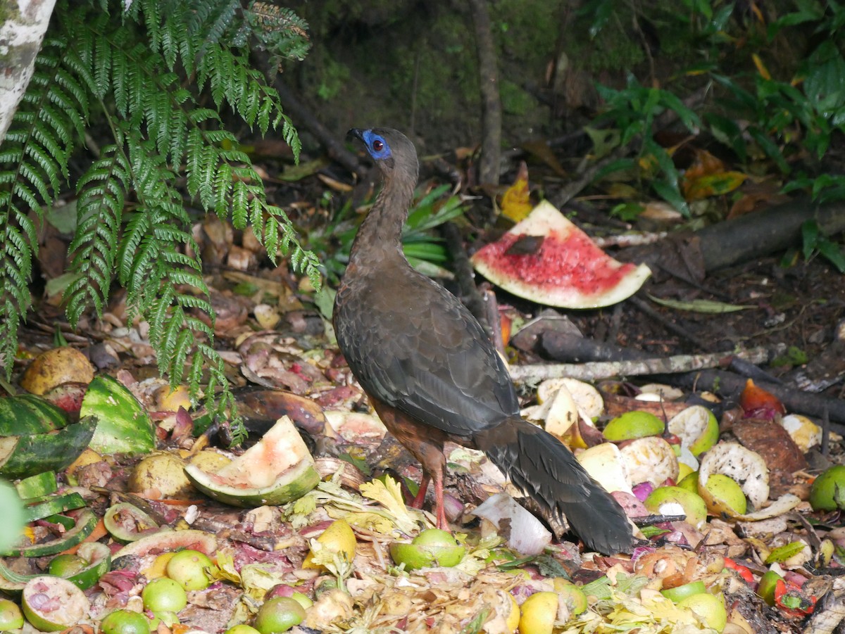 Sickle-winged Guan - ML616086332
