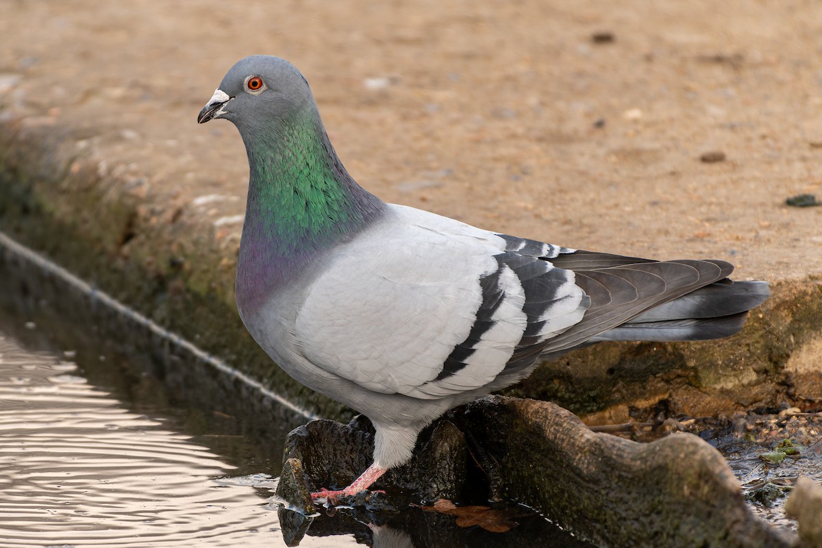 Rock Pigeon (Feral Pigeon) - ML616086396