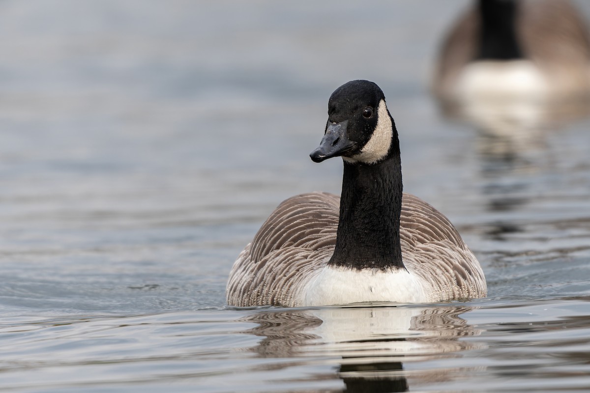 Canada Goose (canadensis Group) - ML616086402