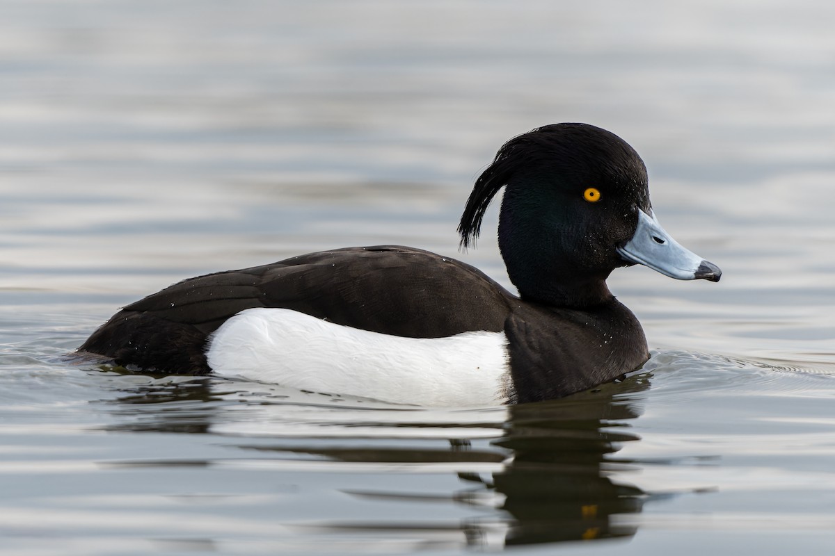 Tufted Duck - ML616086407