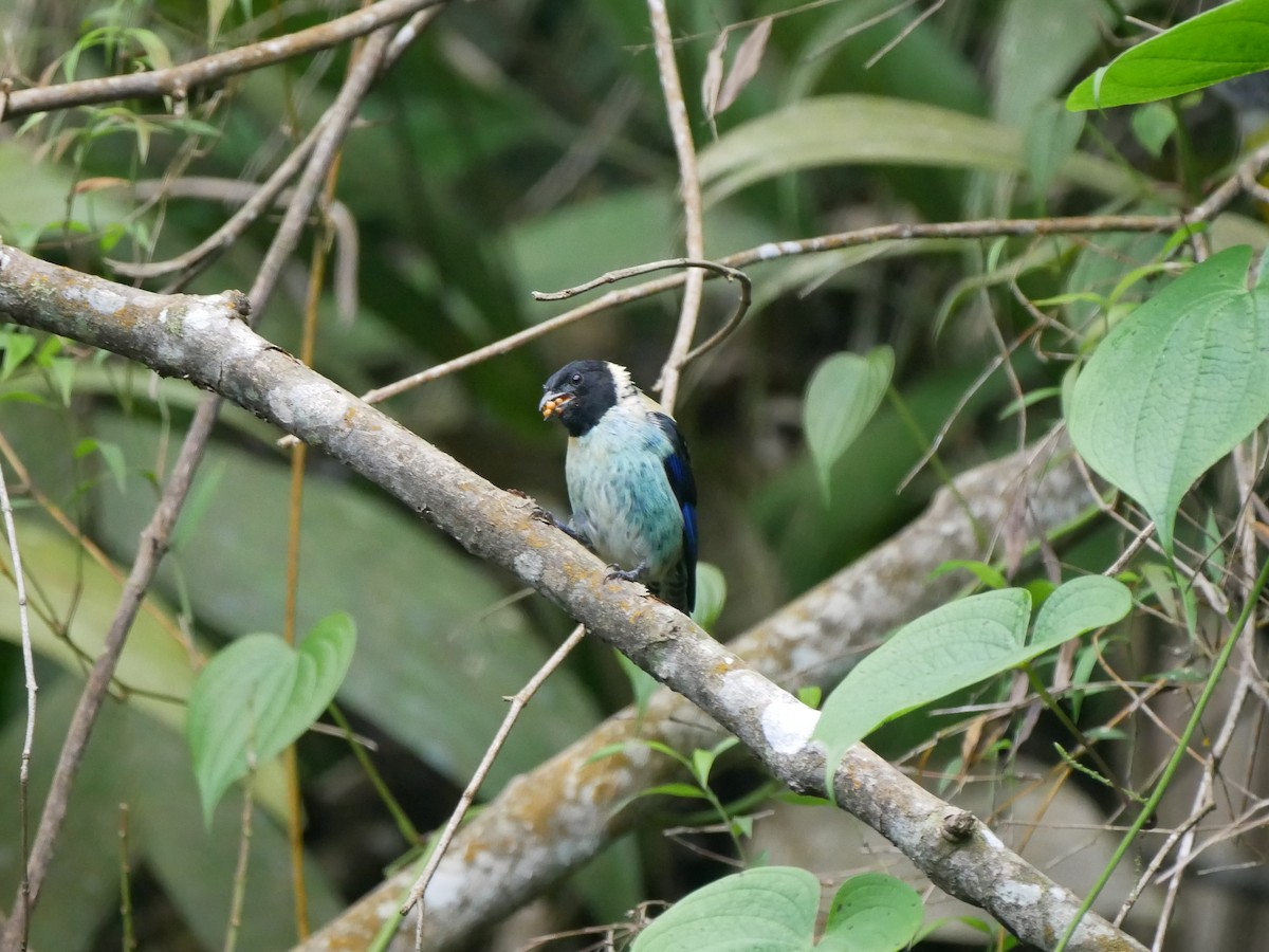 Black-headed Tanager - ML616086571