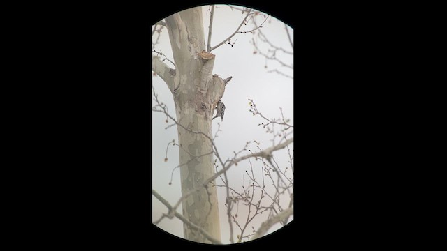 Ladder-backed Woodpecker - ML616086599