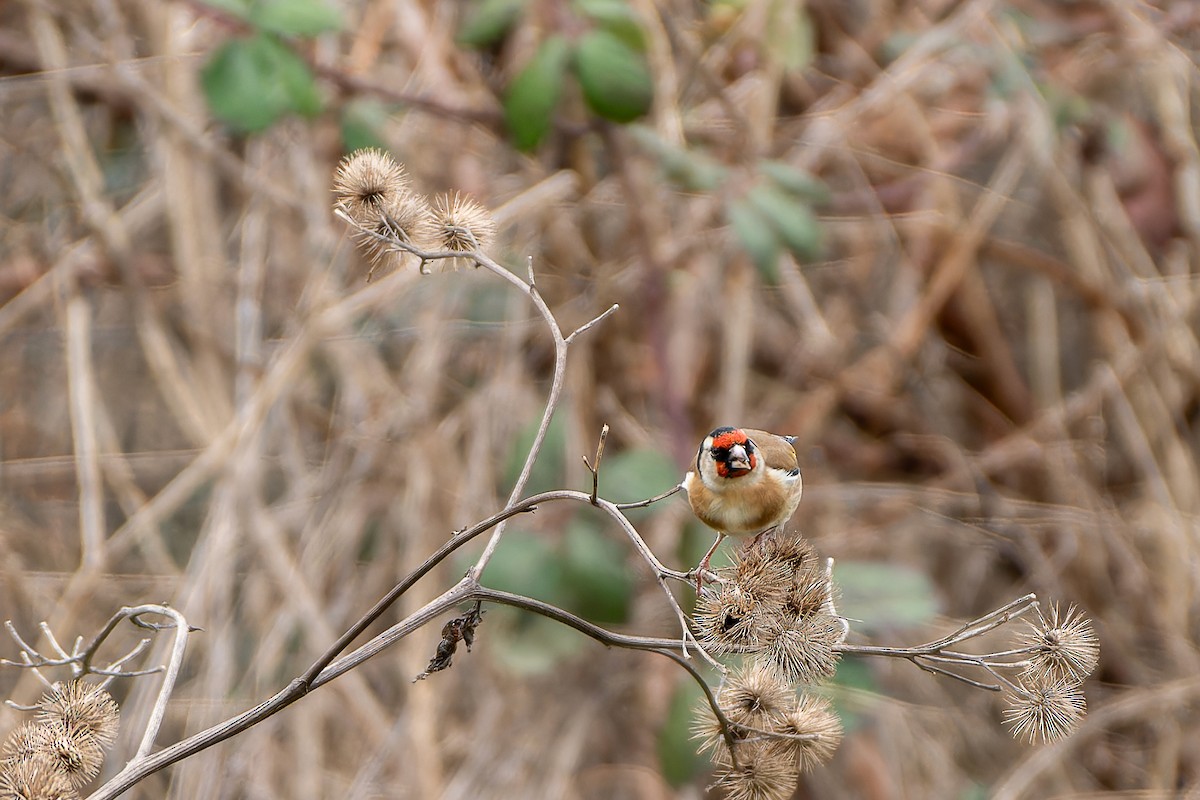 European Goldfinch (European) - Andaman Kaosung
