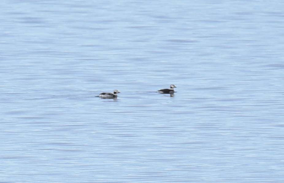 Long-tailed Duck - ML616086815