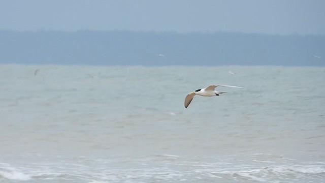 Great Crested Tern - ML616086878