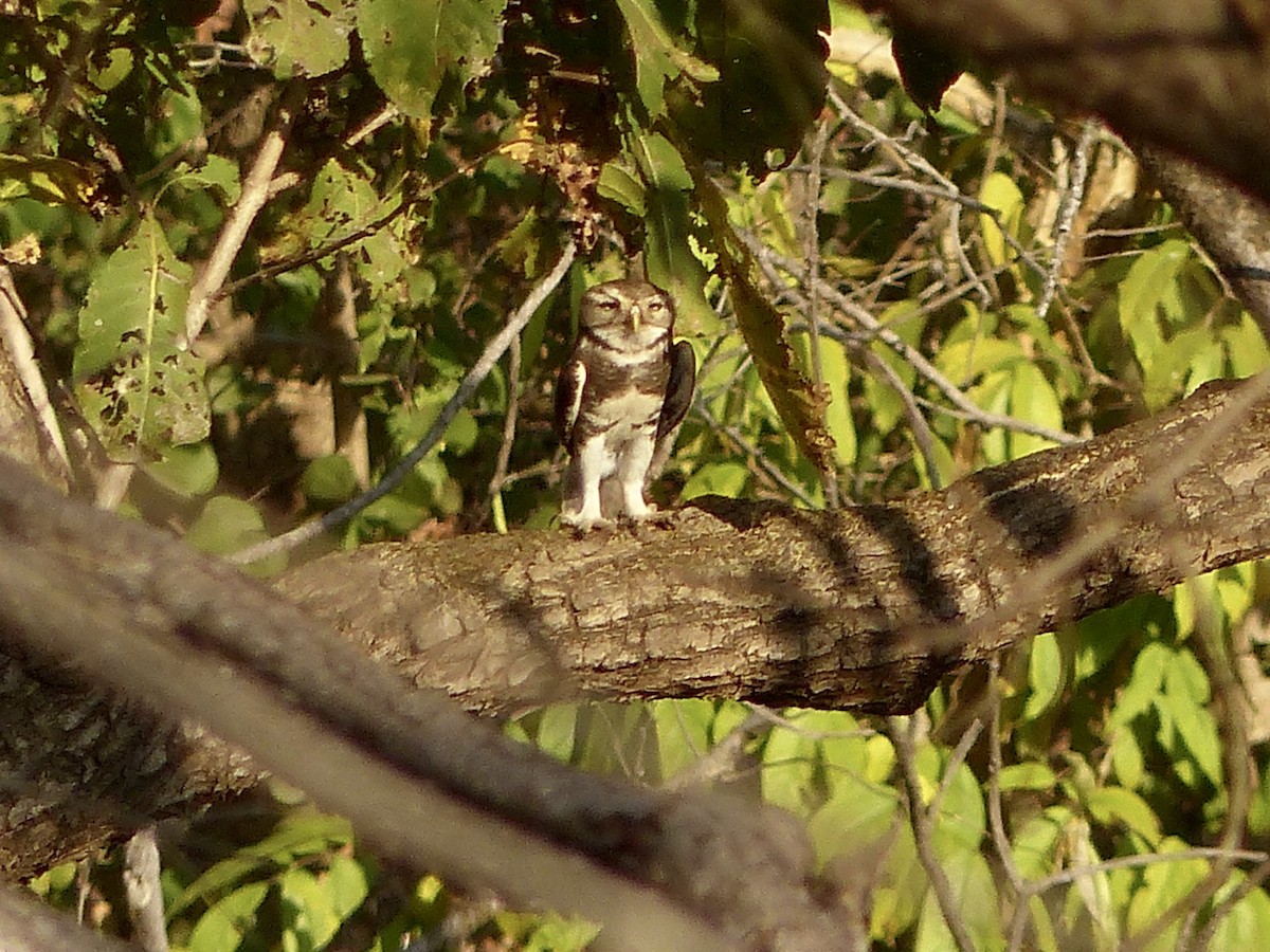 Forest Owlet - ML616086922