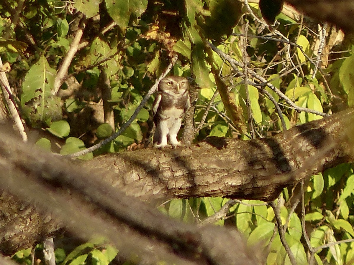 Forest Owlet - ML616086924