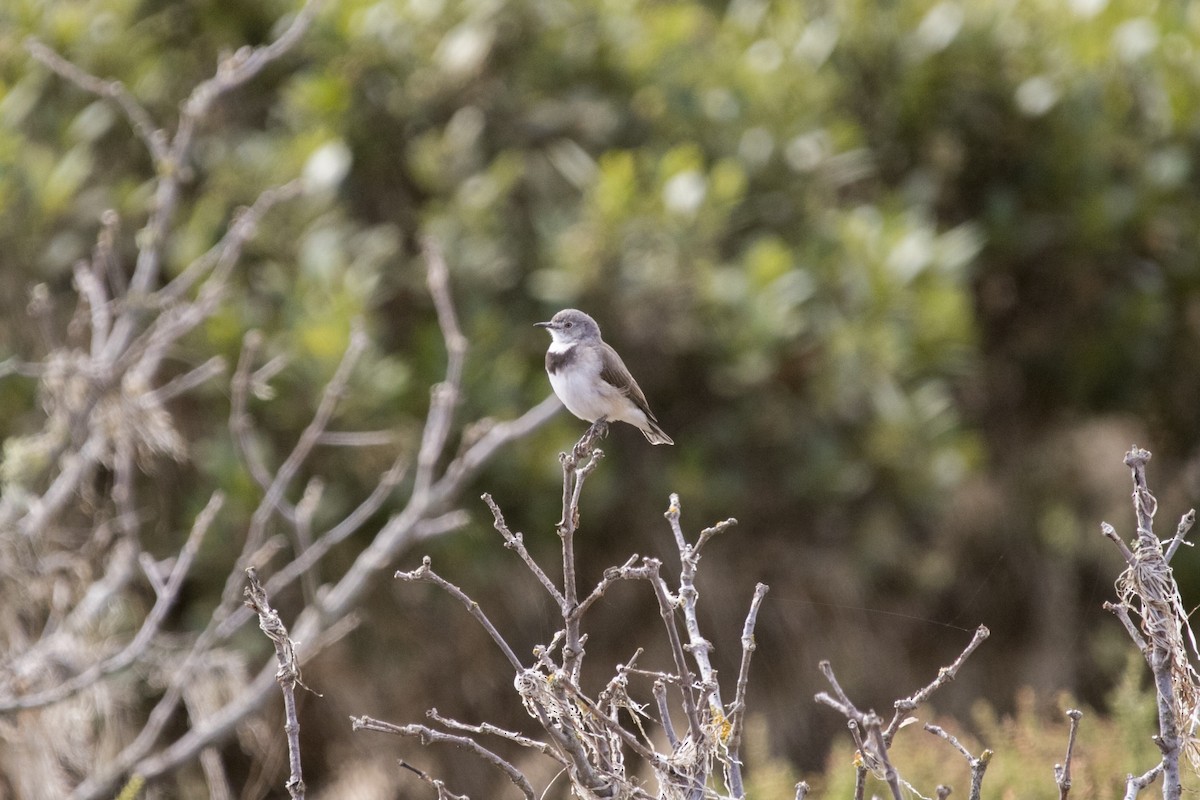 White-fronted Chat - ML616086997