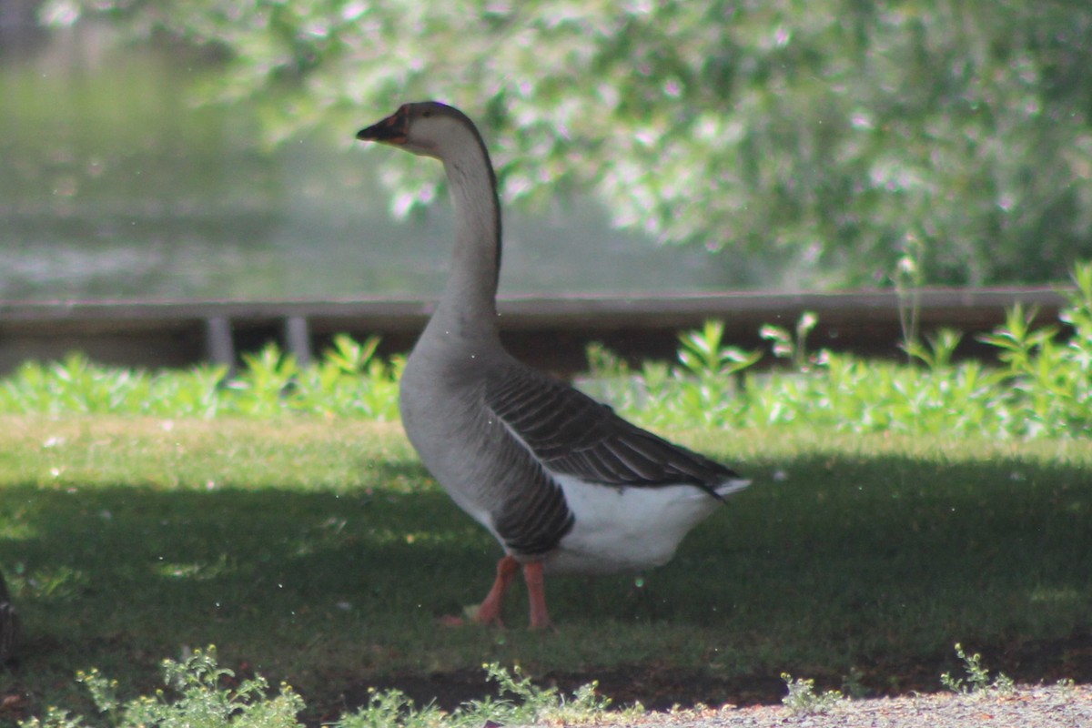 Domestic goose sp. (Domestic type) - ML616087166