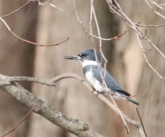 Belted Kingfisher - ML616087180