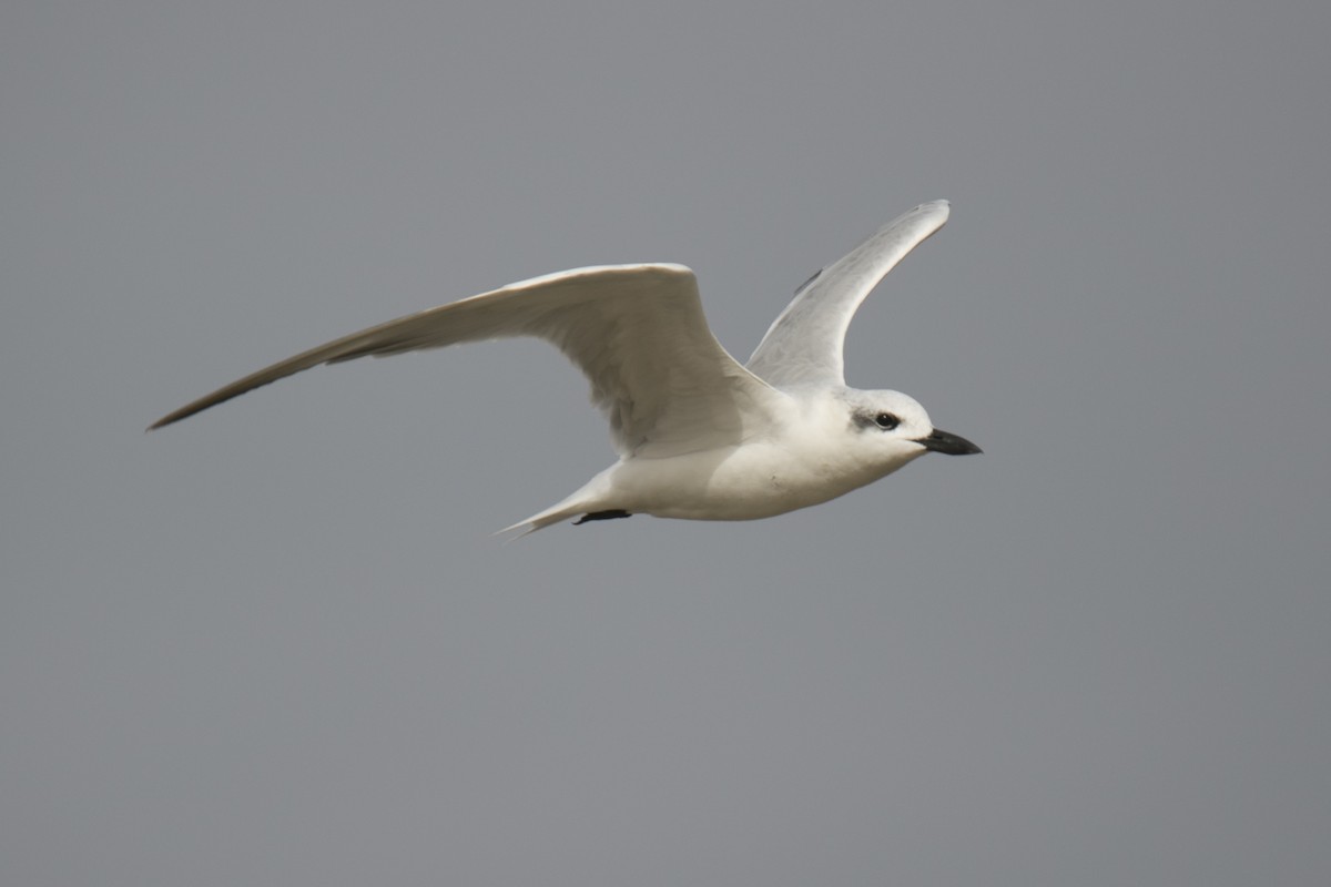 Gull-billed Tern - ML616087193