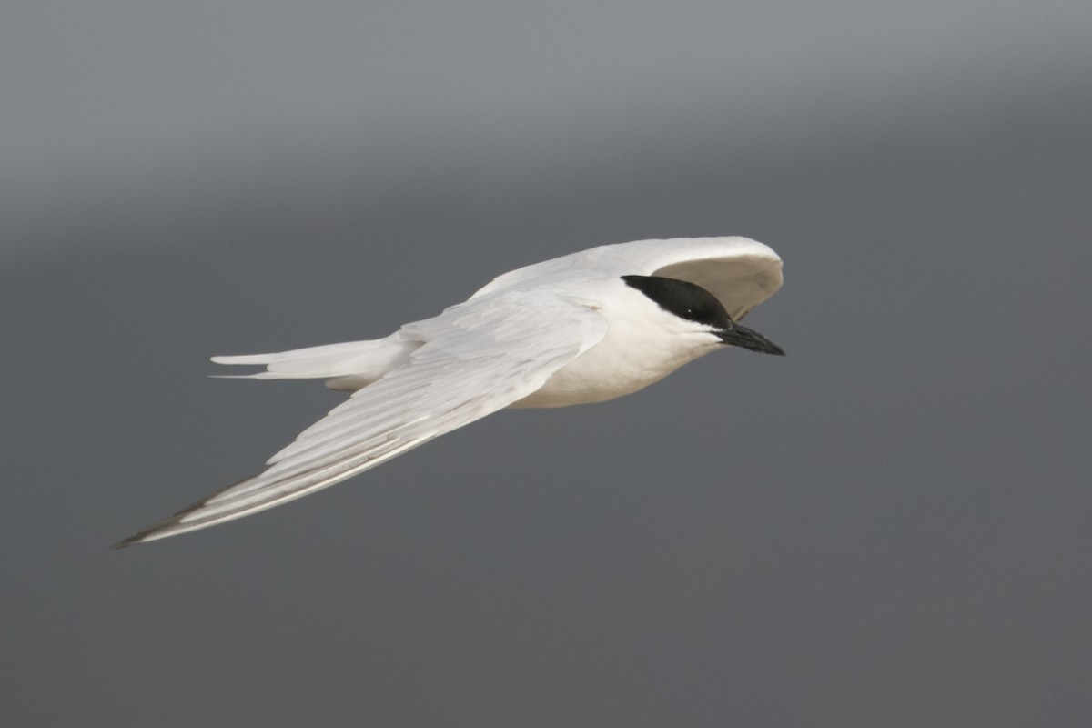 Gull-billed Tern - John Cantwell