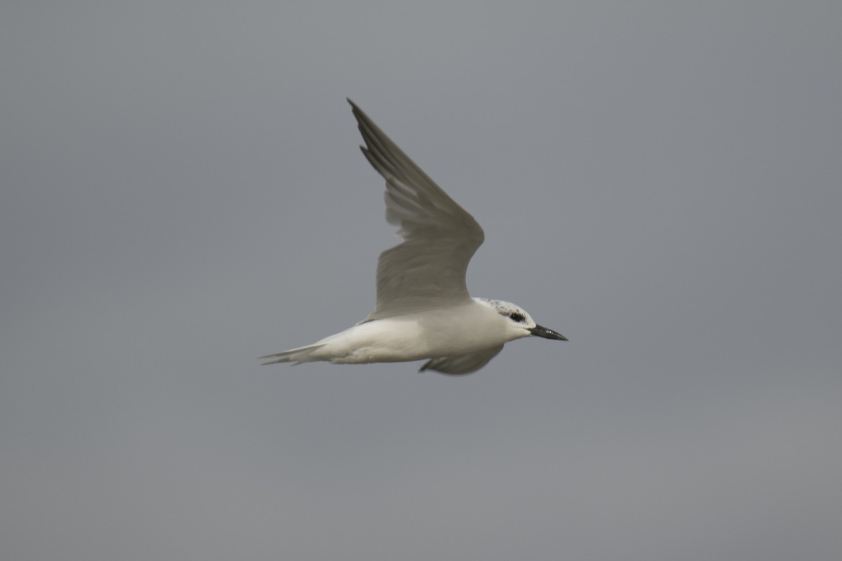 Gull-billed Tern - ML616087203