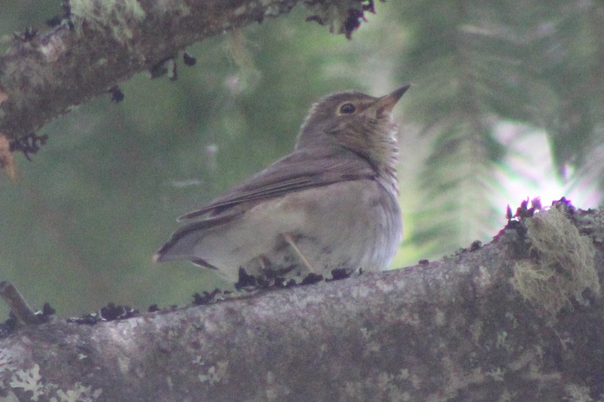 Swainson's Thrush (Olive-backed) - Sean Cozart