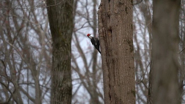 Pileated Woodpecker - ML616087265