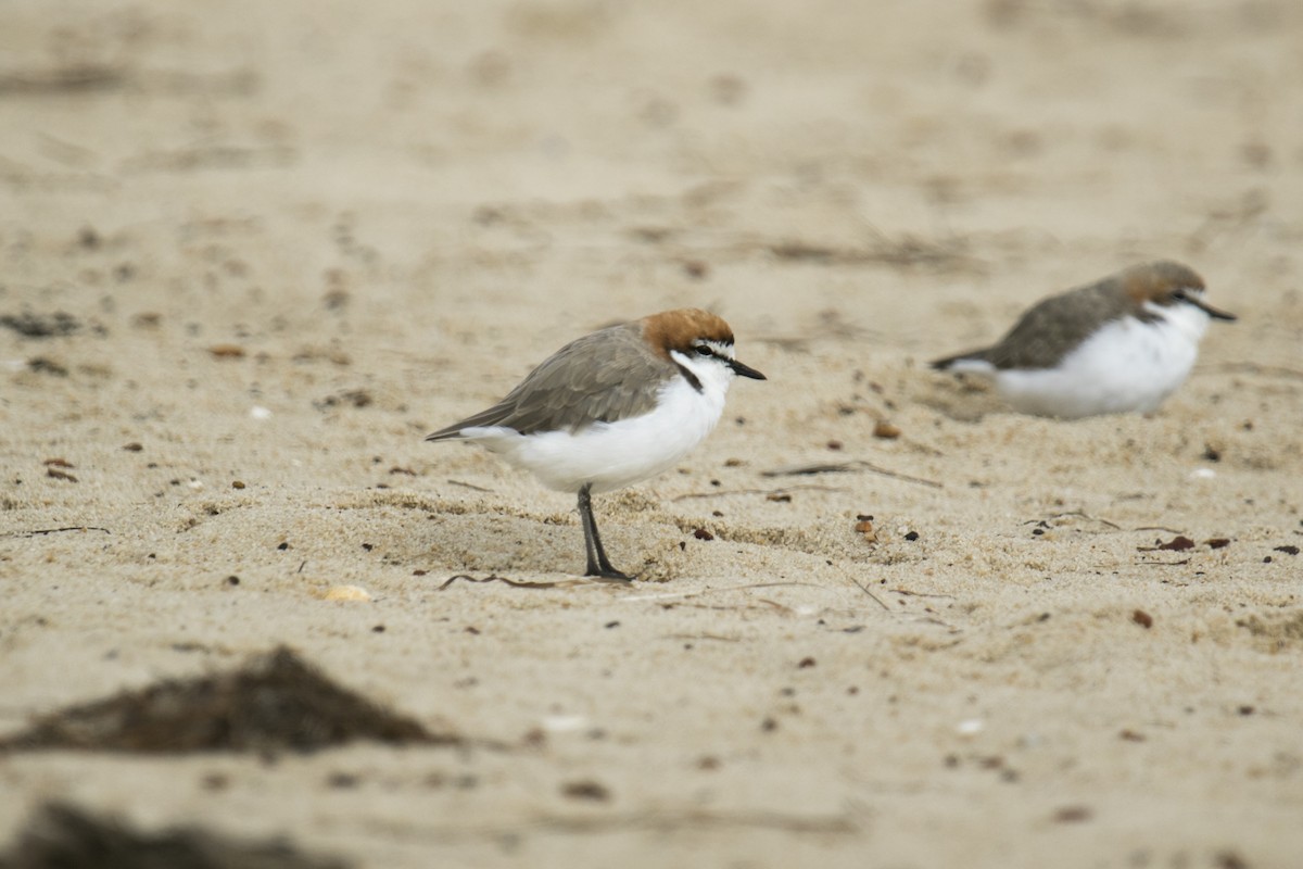 Red-capped Plover - John Cantwell