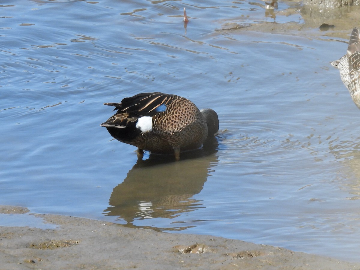 Blue-winged Teal - ML616087379