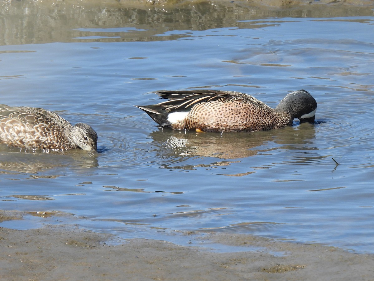 Blue-winged Teal - ML616087381