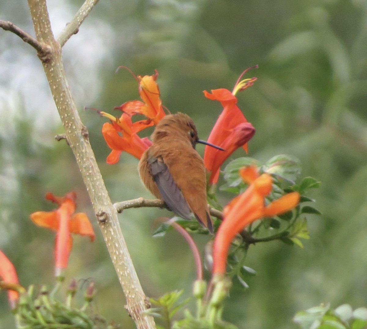 Rufous Hummingbird - ML616087556