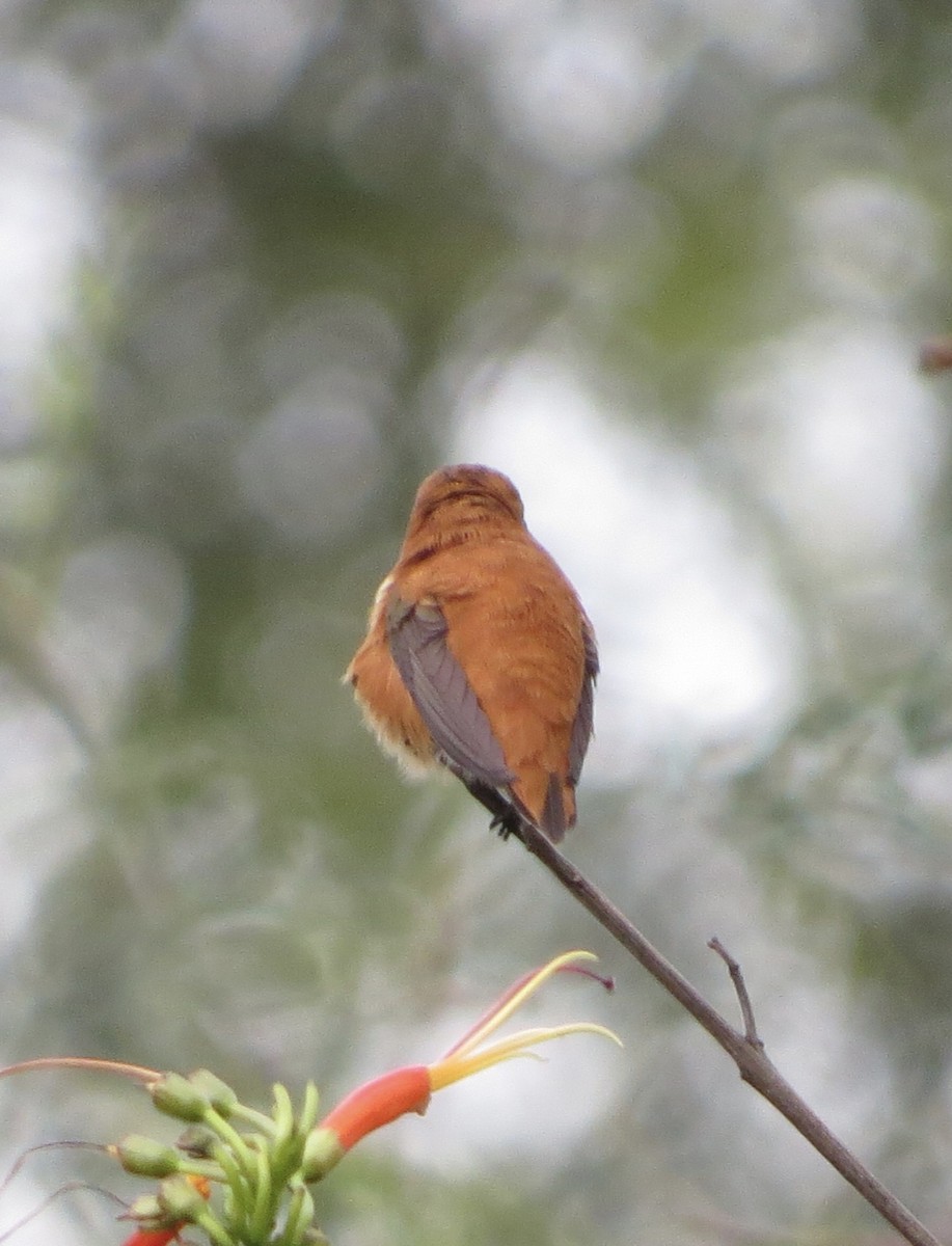 Rufous Hummingbird - ML616087564