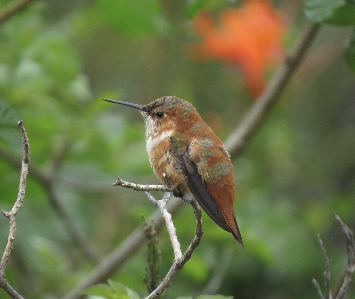 Rufous Hummingbird - ML616087567