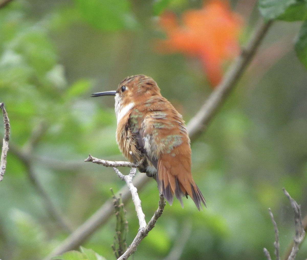 Rufous Hummingbird - ML616087568