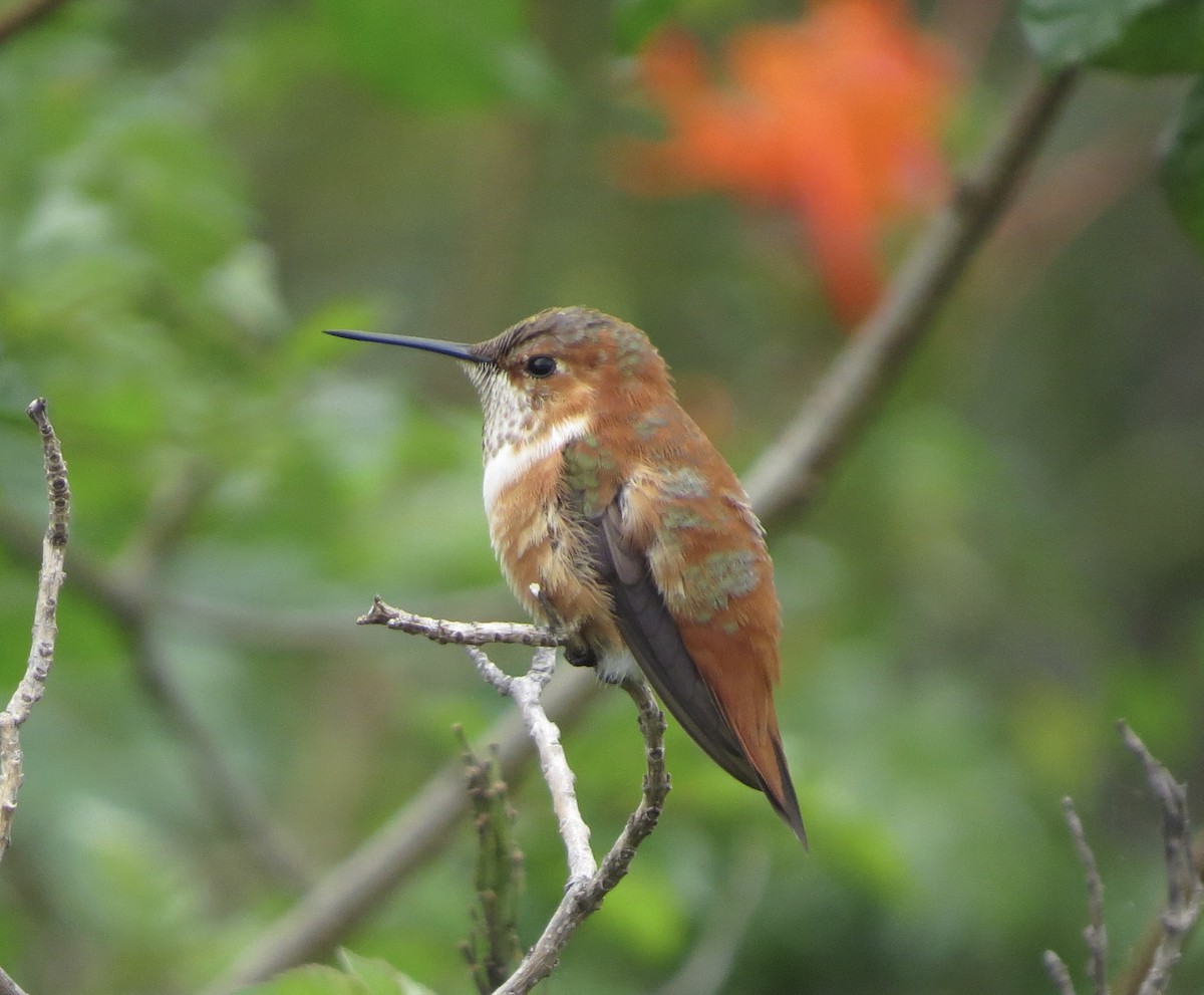 Rufous Hummingbird - ML616087569