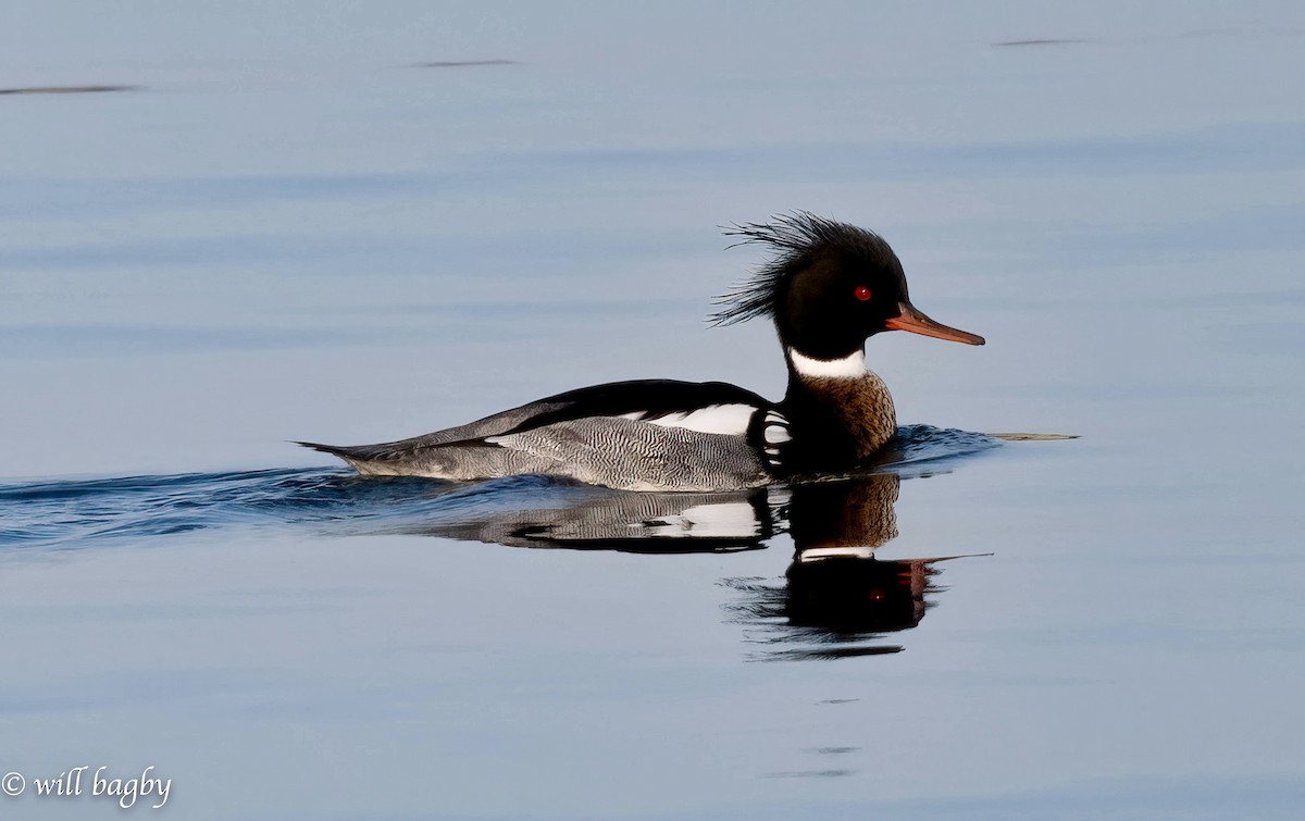 Red-breasted Merganser - Will Bagby