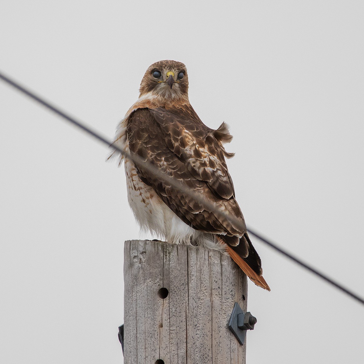 Red-tailed Hawk - ML616087707