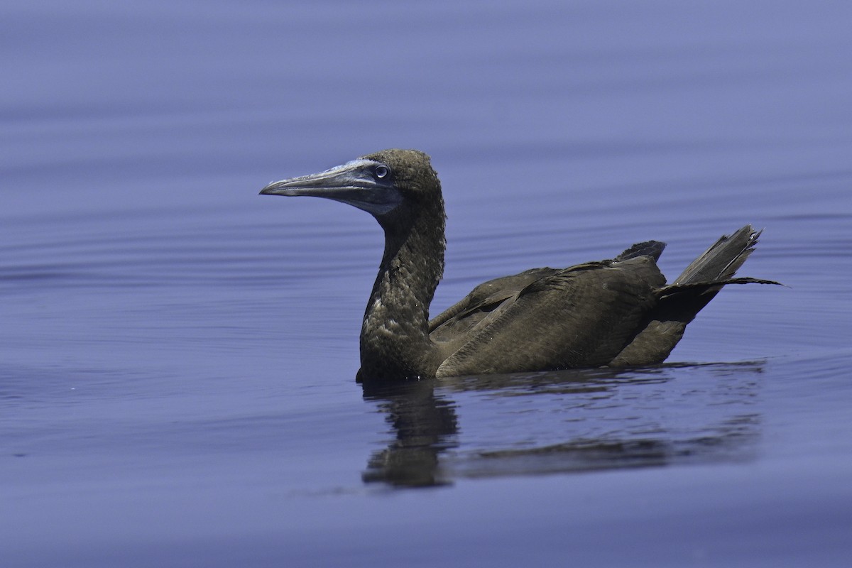 Brown Booby - ML616087737