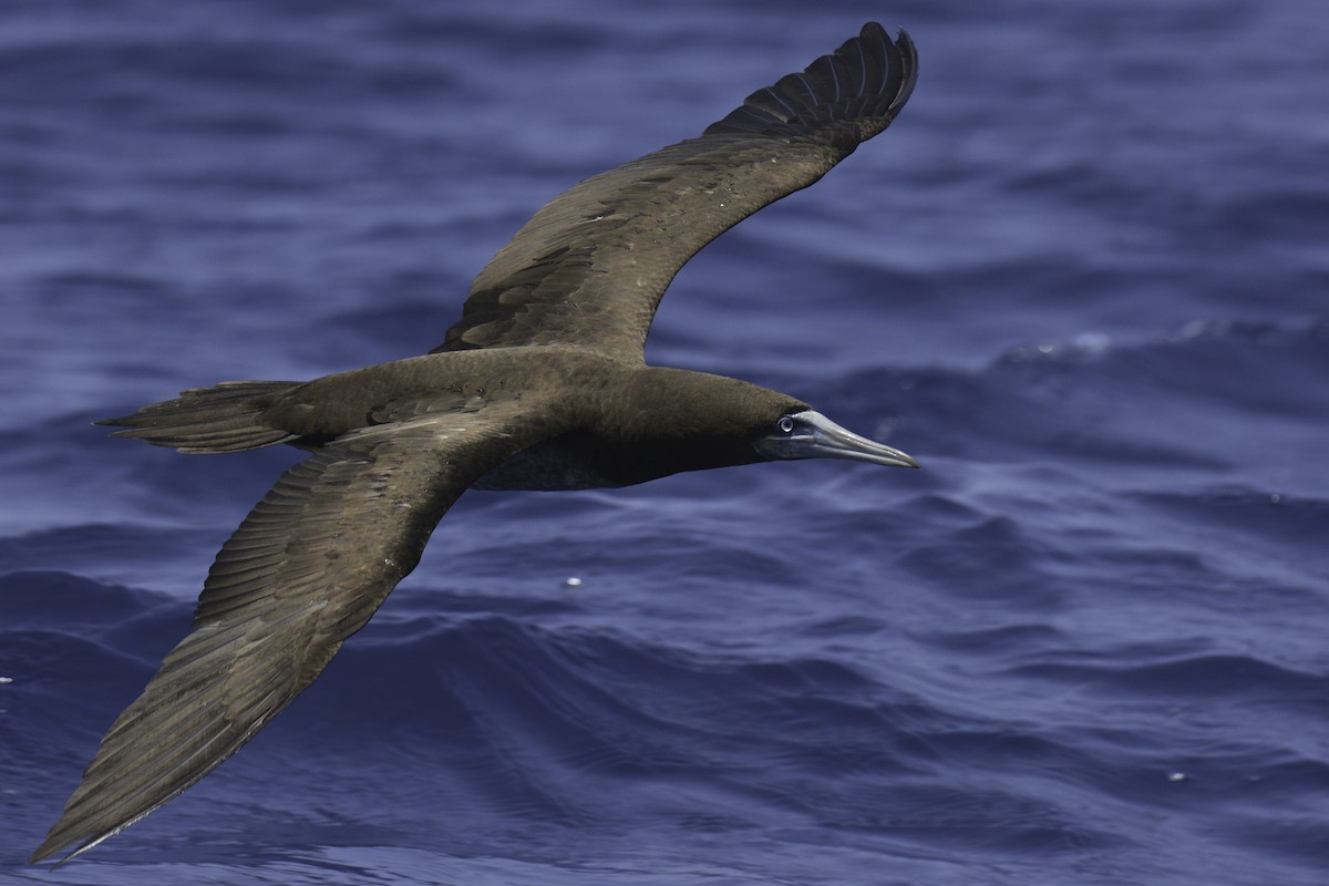 Brown Booby - ML616087740