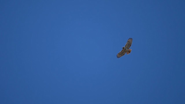 Red-tailed Hawk (borealis) - ML616087795