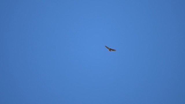 Red-tailed Hawk (borealis) - ML616087812
