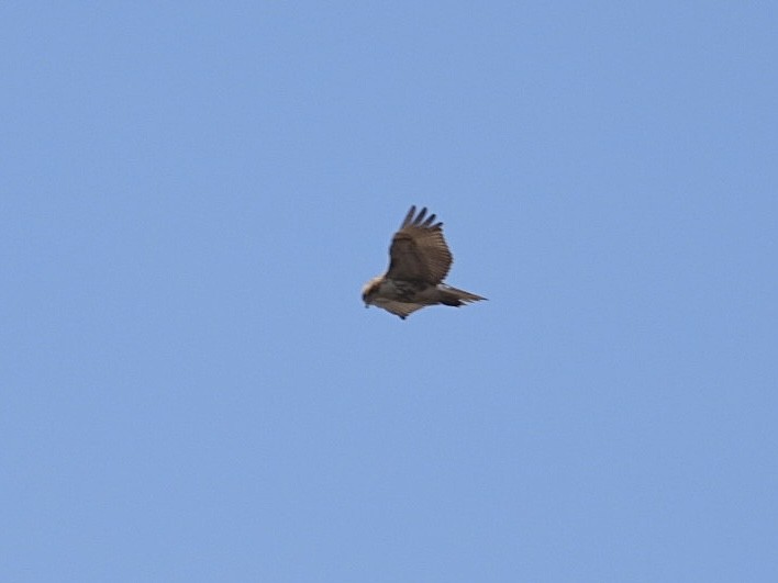 Red-tailed Hawk - ML616088027