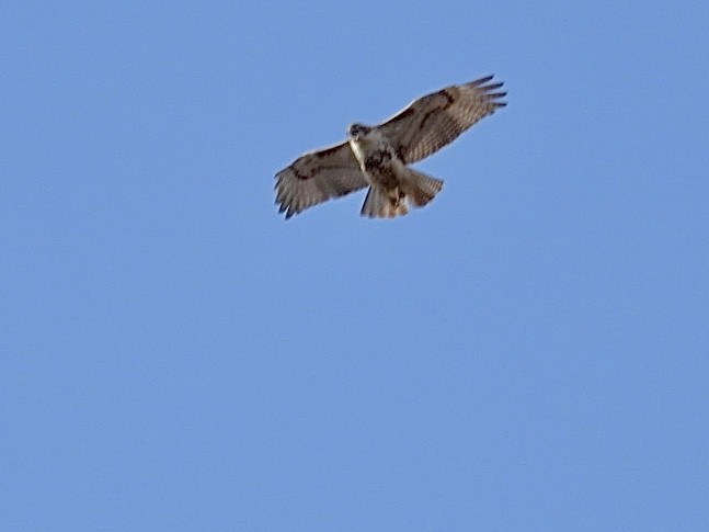 Red-tailed Hawk - ML616088028